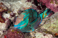 Sparisoma viride (Stoplight Parrotfish)