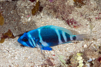 Hypoplectrus indigo (Indigo Hamlet)
