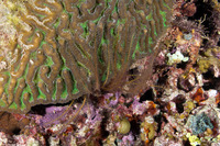 Analcidometra armata (Beaded Crinoid)