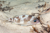 Haemulon flavolineatum (French Grunt)