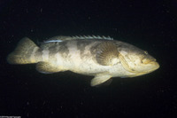 Epinephelus itajara (Goliath Grouper)