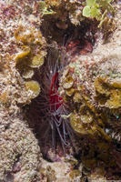 Ctenoides scaber (Rough Fileclam)