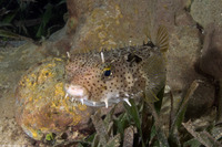 Chilomycterus antennatus (Bridled Burrfish)