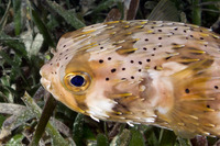 Diodon holocanthus (Longspine Porcupinefish)
