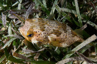 Diodon holocanthus (Longspine Porcupinefish)