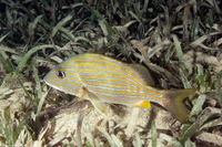Haemulon sciurus (Bluestriped Grunt)