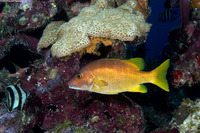 Lutjanus apodus (Schoolmaster)