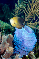 Stegastes planifrons (Threespot Damselfish)