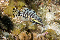 Serranus tigrinus (Harlequin Bass)