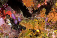 Eudistoma sp.1 (Strawberry Tunicate)