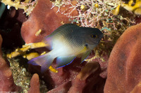 Stegastes partitus (Bicolor Damselfish)