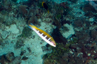 Thalassoma bifasciatum (Bluehead)