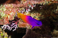 Gramma loreto (Fairy Basslet)