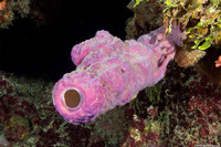 Aplysina archeri (Stovepipe Sponge)