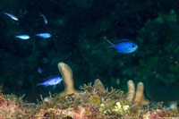 Chromis cyanea (Blue Chromis)