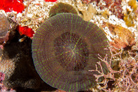 Scolymia wellsii (Solitary Disc Coral)