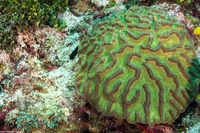 Colpophyllia natans (Boulder Brain Coral)