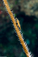 Pseudopontonides principis (Wire Coral Shrimp)