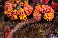 Tubastraea coccinea (Orange Cup Coral)