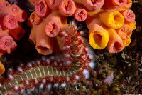 Hermodice carunculata (Bearded Fireworm)