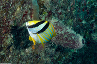 Anisotremus virginicus (Porkfish)