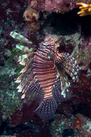 Pterois volitans (Red Lionfish)