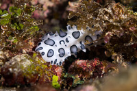 Ceratophyllidia papilligera (Black-Spotted Ceratophyllidia)