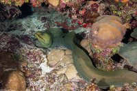 Gymnothorax funebris (Green Moray)