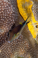 Canthigaster rostrata (Sharpnose Puffer)