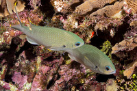 Chromis multilineata (Brown Chromis)