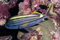 Haemulon macrostomum (Spanish Grunt)