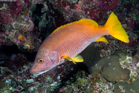 Lutjanus apodus (Schoolmaster)