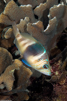 Hypoplectrus puella (Barred Hamlet)