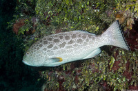 Mycteroperca venenosa (Yellowfin Grouper)