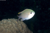 Chromis multilineata (Brown Chromis)