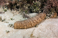 Holothuria thomasi (Tiger Tail Sea Cucumber)