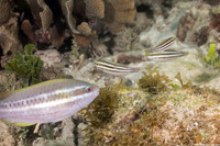 Scarus iseri (Striped Parrotfish)