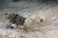 Stenorhynchus seticornis (Yellowline Arrow Crab)
