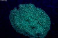 Agaricia lamarcki (Whitestar Sheet Coral)