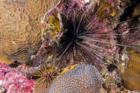 Diadema antillarum (Long-Spined Urchin)