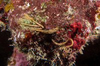 Ophiopsila riisei (Crevice Brittle Star)