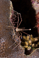 Stenorhynchus seticornis (Yellowline Arrow Crab)