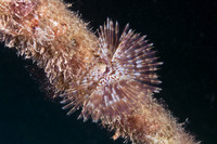 Sabellastarte magnifica (Magnificent Feather Duster)