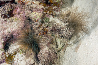 Bartholomea annulata (Corkscrew Anemone)
