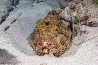 Scorpaena plumieri (Spotted Scorpionfish)