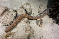 Holothuria thomasi (Tiger Tail Sea Cucumber)