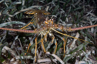 Panulirus argus (Caribbean Spiny Lobster)