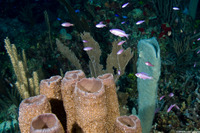 Clepticus parrae (Creole Wrasse)