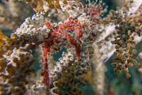 Podochela sp.1 (Neck Crab)