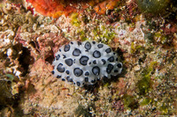 Ceratophyllidia papilligera (Black-Spotted Ceratophyllidia)